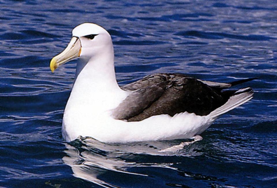 Aronchupa i m in albatros скачать mp3
