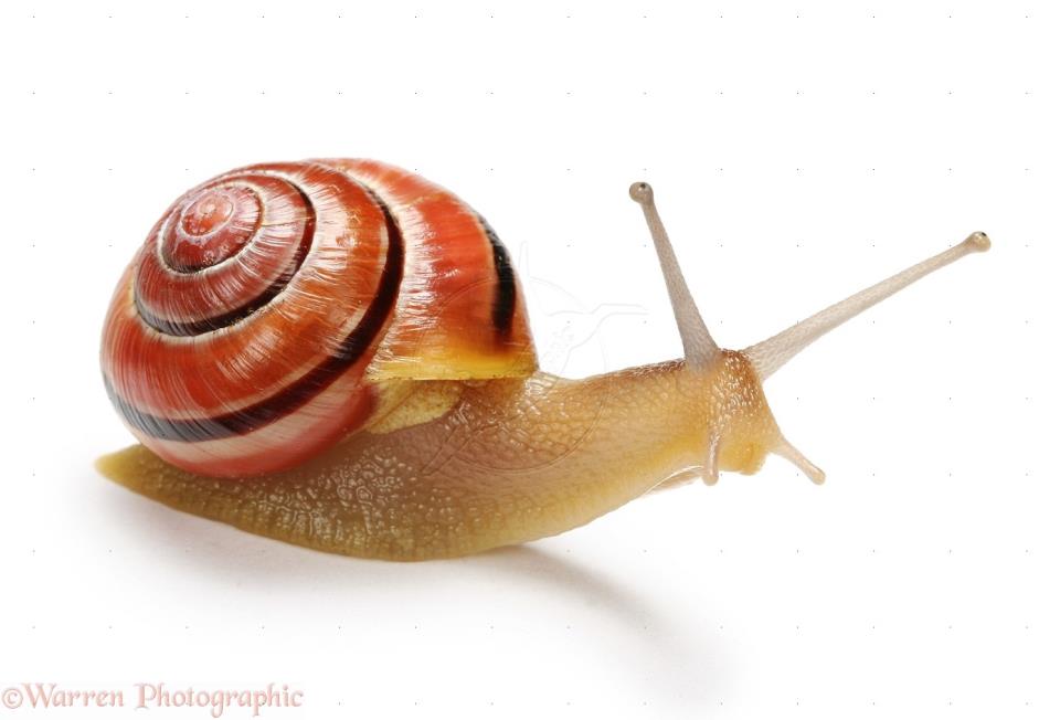 A snail can sleep for three years. Franklin Billiard Company