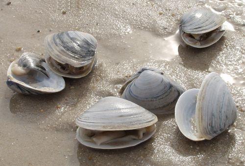 All clams start out as males; some decide to become females at some ...